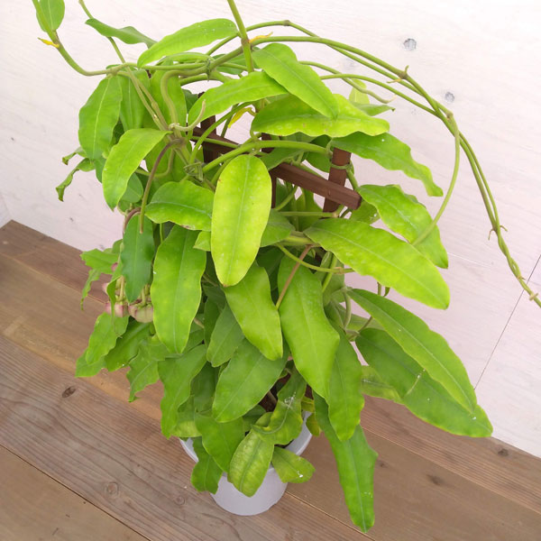 観葉植物 現品販売 ホヤインペリアリスu3000フェンス仕立て8号鉢植え 花芽 花座あり Dr Alaabadawy Com