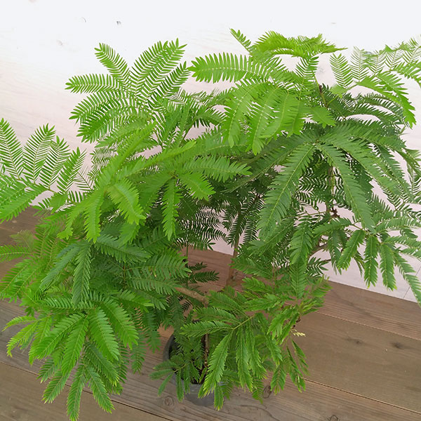 観葉植物 エバーフレッシュ 6号鉢植え Butlerchimneys Com