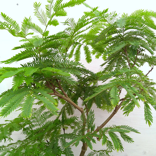 観葉植物 エバーフレッシュ 6号鉢植え Bayleafkitchen Co Uk
