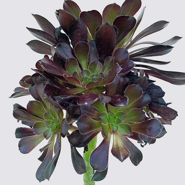 観葉植物 アエオニウム 黒法師5号ポット 真っ黒法師 大株 Crunchusers Com