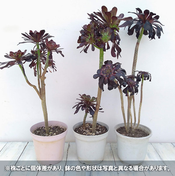 観葉植物 アエオニウム 黒法師5号ポット 真っ黒法師 大株 Crunchusers Com