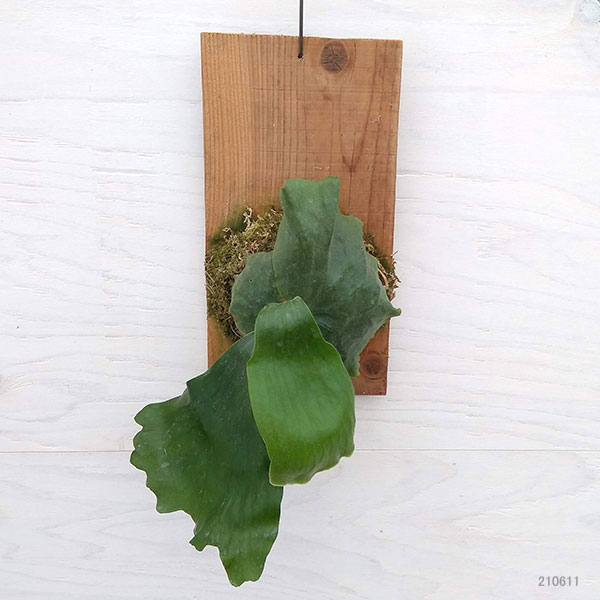 観葉植物 プラティセリウム ビカクシダ エラワン 板付け仕立て A 2 septicin Com