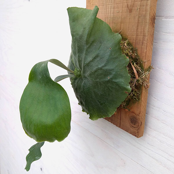 観葉植物 プラティセリウム ビカクシダ エラワン 板付け仕立て A 2 septicin Com