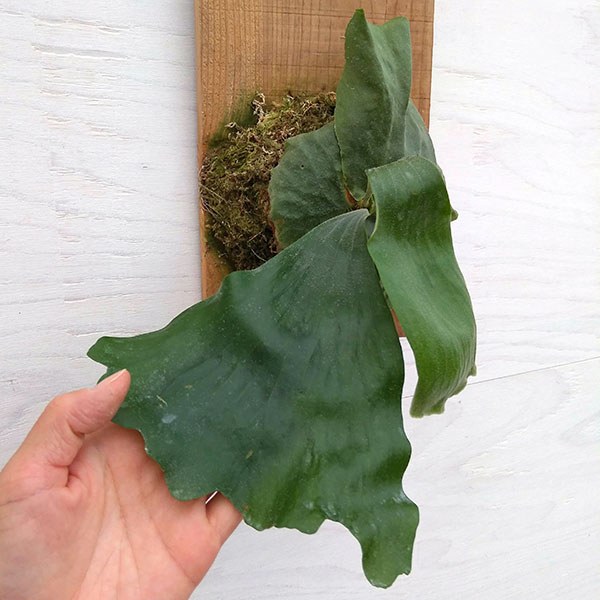 観葉植物 プラティセリウム ビカクシダ エラワン 板付け仕立て A 2 septicin Com