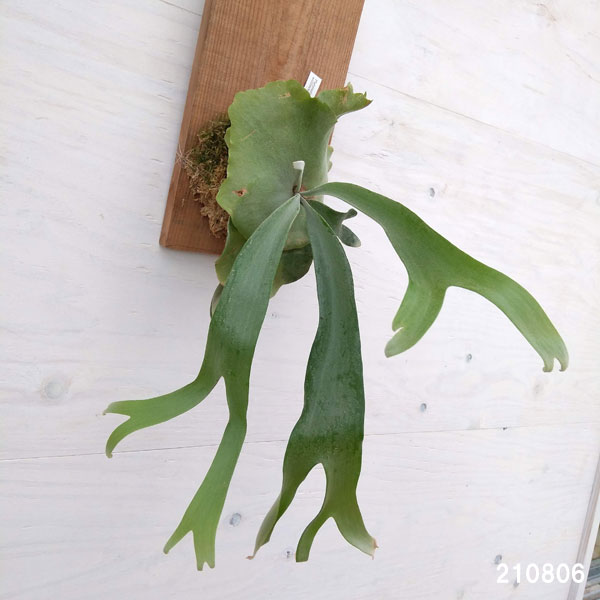 観葉植物 プラティセリウム ビカクシダ ウィリンキー 板付け仕立て A 1 園芸ネット 花 観葉植物 現品販売 観葉植物 プラス コウモリラン 1点もの 観葉植物 プラティセリウム ビカクシダ ウィリンキー 板付け仕立て A 1 園芸ネット 花 観葉植物 現品販売 観葉植物 プラス コウモリラン 1点もの