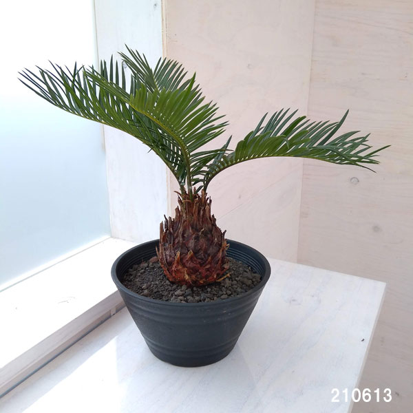 観葉植物 ソテツ 蘇鉄 6号平鉢植え Marcsdesign Com 観葉植物 ソテツ 蘇鉄 6号平鉢植え Marcsdesign Com