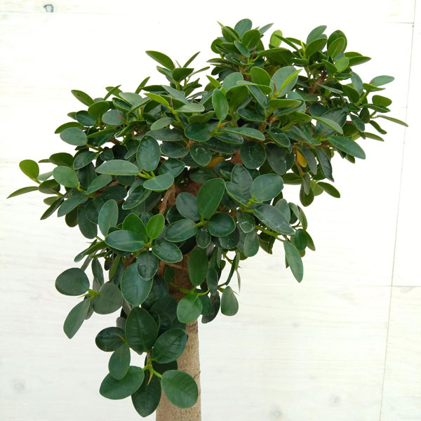 観葉植物 パンダガジュマル 朴仕立て 6号鉢植え A 1 Vmaphotographystudios Com