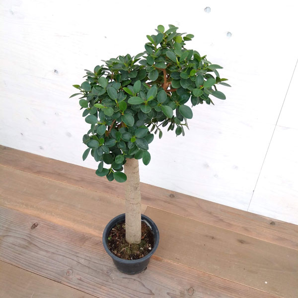 観葉植物 パンダガジュマル 朴仕立て 6号鉢植え A 1 Vmaphotographystudios Com