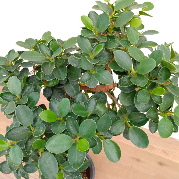 観葉植物 パンダガジュマル 朴仕立て 6号鉢植え A 1 Vmaphotographystudios Com