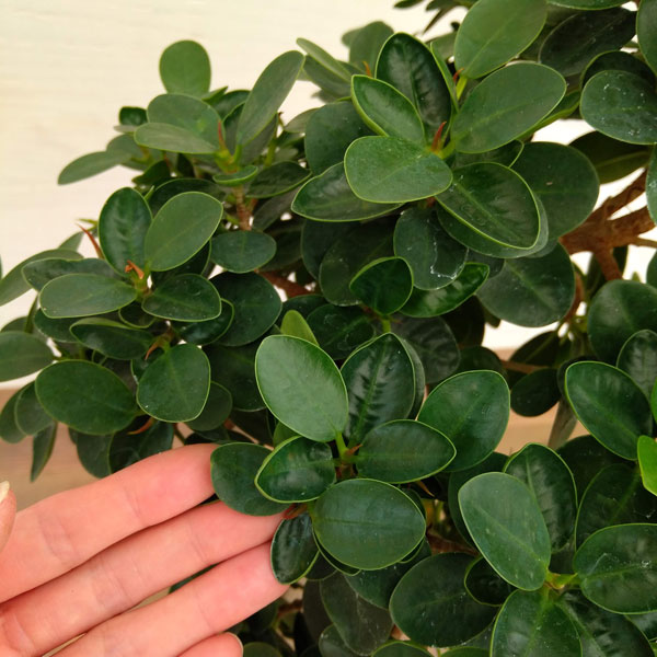 観葉植物 パンダガジュマル 朴仕立て 6号鉢植え A 1 Vmaphotographystudios Com