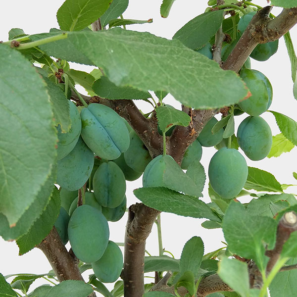 果樹の苗 プルーン スタンレープルーン8号鉢植え 実付き Butlerchimneys Com