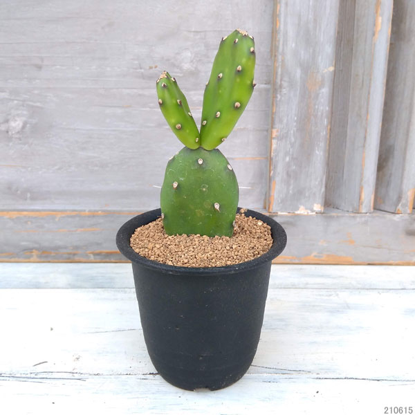 観葉植物 レアサボテン オプンチア 墨こけし 3号鉢植え Educaps Com Br