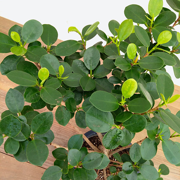 観葉植物 現品販売 パンダガジュマル 7号鉢植え Aplusfinance Blog Com