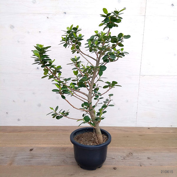 観葉植物 パンダガジュマル 8号鉢植え A 1 Vmaphotographystudios Com