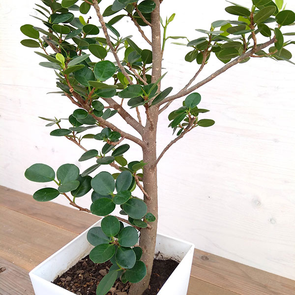 観葉植物 パンダガジュマル 8号鉢植え A Aplusfinance Blog Com 観葉植物 パンダガジュマル 8号鉢植え A Aplusfinance Blog Com