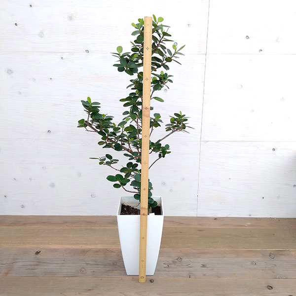 観葉植物 パンダガジュマル 8号鉢植え A Butlerchimneys Com