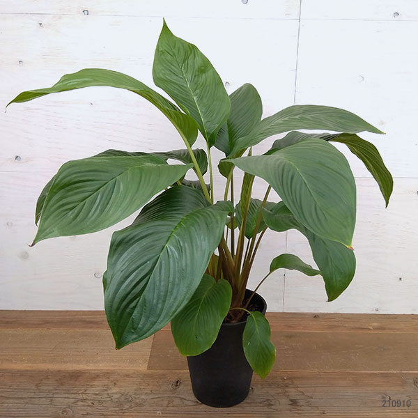 コウモリのようなユニークな花 花 観葉植物 プラス 観葉植物 タッカ シャントリエリ ブラックキャット 7号鉢植え 園芸ネット