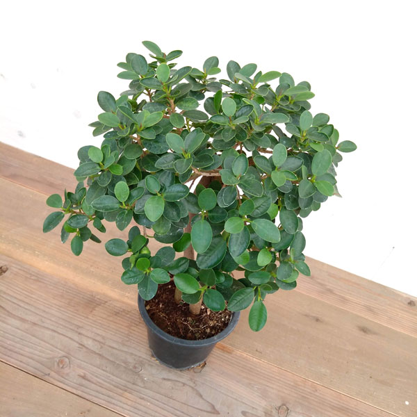 観葉植物 パンダガジュマル 朴仕立て 6号鉢植え A Magazinpegas Cz 観葉植物 パンダガジュマル 朴仕立て 6号鉢植え A Magazinpegas Cz