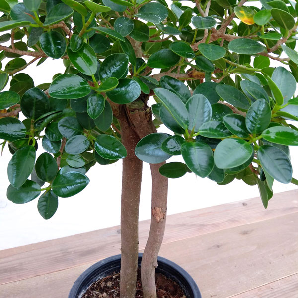観葉植物 パンダガジュマル 朴仕立て 6号鉢植え A Magazinpegas Cz 観葉植物 パンダガジュマル 朴仕立て 6号鉢植え A Magazinpegas Cz