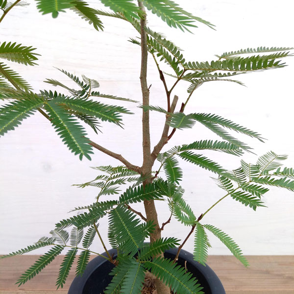 観葉植物 エバーフレッシュ 7号鉢植え Rvcconst Com