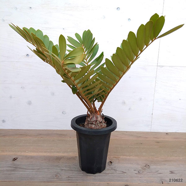 観葉植物 ザミア 7号鉢植え A 2 Rvcconst Com