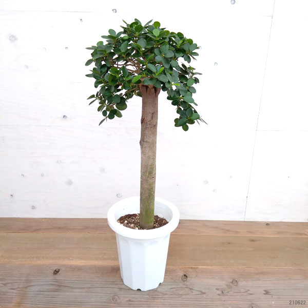 観葉植物 観葉植物 パンダガジュマル 幹太 丸頭仕立て 8号鉢植え A 2 園芸ネット 多幸の木 花 観葉植物 プラス 観葉植物 現品販売