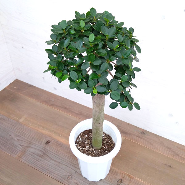 観葉植物 観葉植物 パンダガジュマル 幹太 丸頭仕立て 8号鉢植え A 2 園芸ネット 多幸の木 花 観葉植物 プラス 観葉植物 現品販売