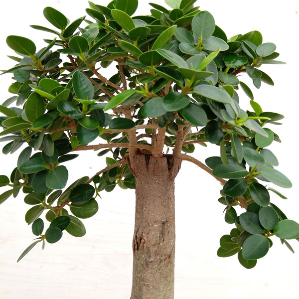 観葉植物 観葉植物 パンダガジュマル 幹太 丸頭仕立て 8号鉢植え A 2 園芸ネット 多幸の木 花 観葉植物 プラス 観葉植物 現品販売