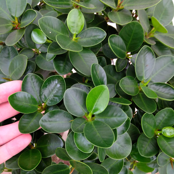 観葉植物 観葉植物 パンダガジュマル 幹太 丸頭仕立て 8号鉢植え A 2 園芸ネット 多幸の木 花 観葉植物 プラス 観葉植物 現品販売