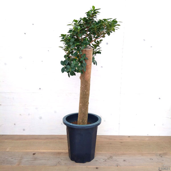 観葉植物 コパンダガジュマル 太幹 10号鉢植え Magazinpegas Cz 観葉植物 コパンダガジュマル 太幹 10号鉢植え Magazinpegas Cz