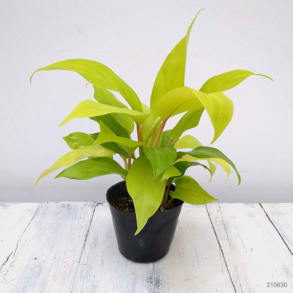 観葉植物 フィロデンドロン マレー小町 3 5サイズポット 2根っ子ひとそろい Hotjobsafrica Org