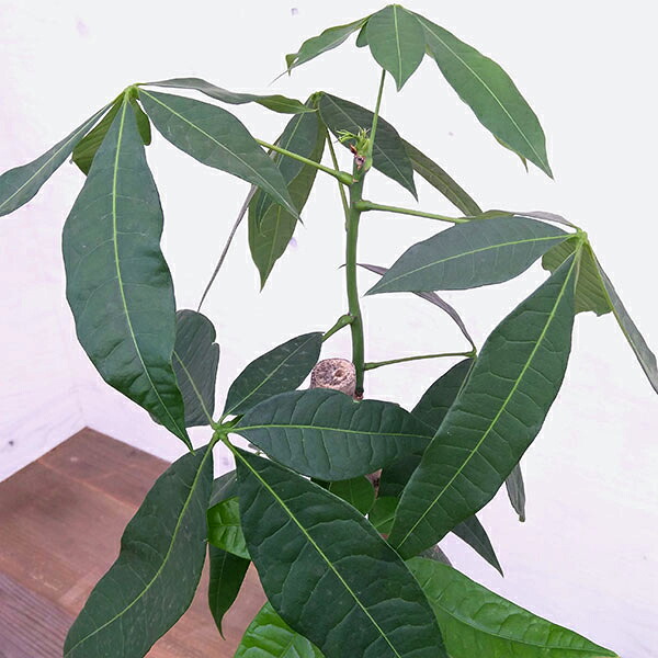 観葉植物 パキラ ねじり1本仕立て 7号鉢植え タネから育てたパキラ 観葉植物 Giosenglish Com