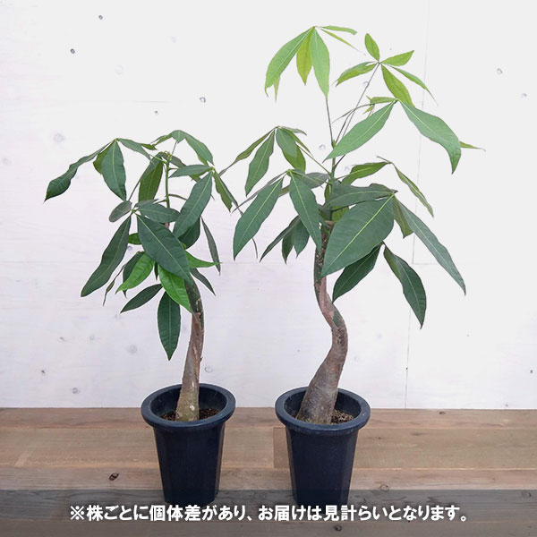 観葉植物 パキラ ねじり1本仕立て 7号鉢植え タネから育てたパキラ 観葉植物 Giosenglish Com