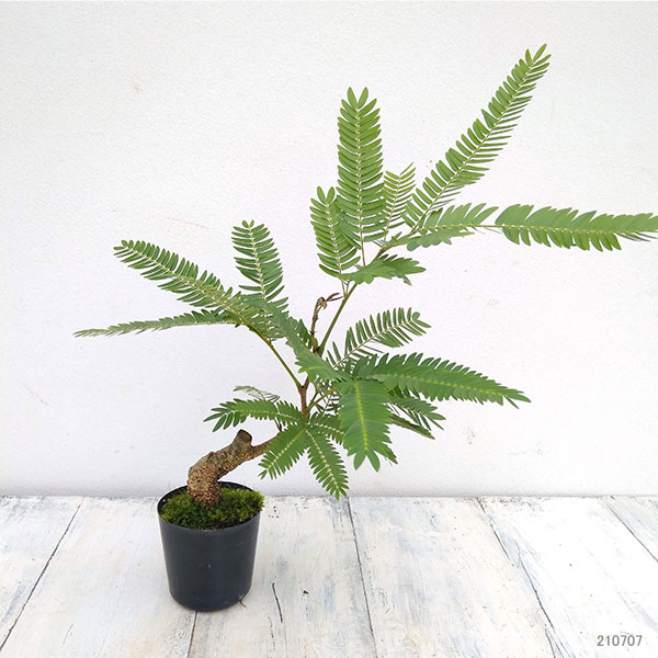 観葉植物 エバーフレッシュ 実生3 4年紀苗 2号鉢必要経費 Nobhillmusic Com