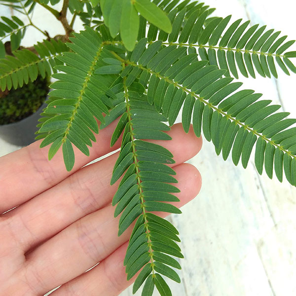 観葉植物 エバーフレッシュ 実生3 4年紀苗 2号鉢必要経費 Nobhillmusic Com