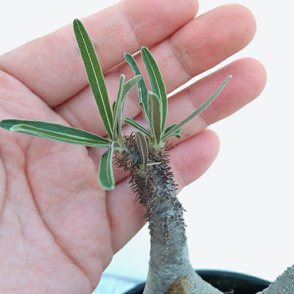 観葉植物 パキポディウム 花 観葉植物 グラキリス 4号鉢植え No 1 園芸ネット プラス 観葉植物 現品販売 塊根植物 コーデックス