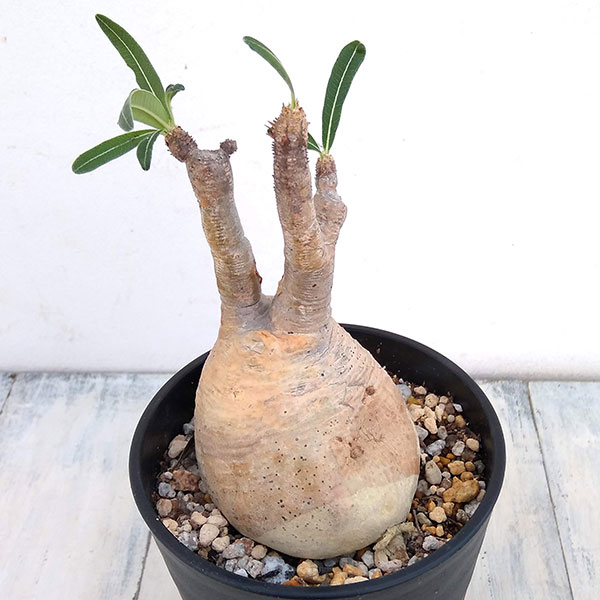 プラス 観葉植物 現品販売 花 観葉植物 観葉植物 パキポディウム グラキリス 4号鉢植え No 3 園芸ネット 観葉植物 パキポディウム 塊根植物 コーデックス プラス 観葉植物 現品販売 花 観葉植物 観葉植物 パキポディウム グラキリス 4号鉢植え No 3 園芸ネット 観葉植物 パキポディウム 塊根植物 コーデックス