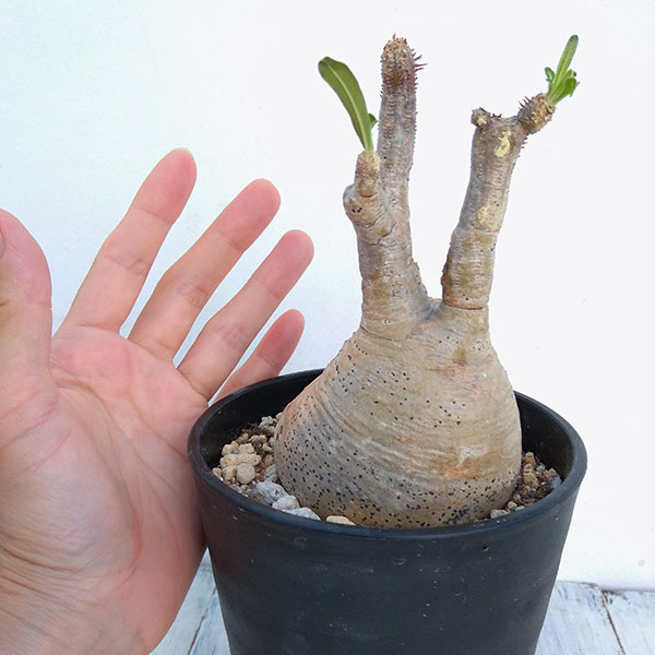 観葉植物 パキポディウム 観葉植物 パキポディウム 現品販売 グラキリス 4号鉢植え No 3 園芸ネット 観葉植物 花 観葉植物 塊根植物 コーデックス プラス