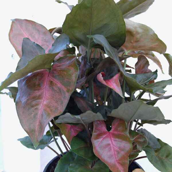 観葉植物 シンゴニウム マリア 5号鉢植え Letempslev K7a Com