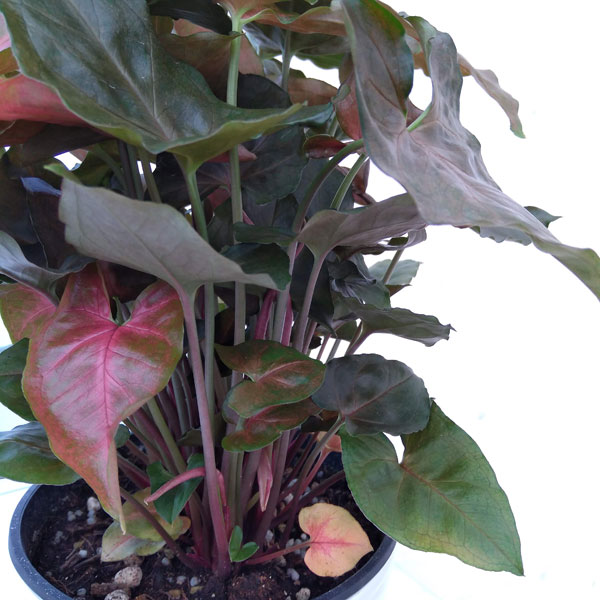 観葉植物 シンゴニウム マリア 5号鉢植え Letempslev K7a Com