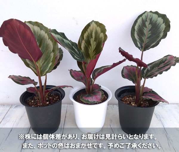 観葉植物 カラテア ニューメダリオン 4号鉢植え Epheseweb Com