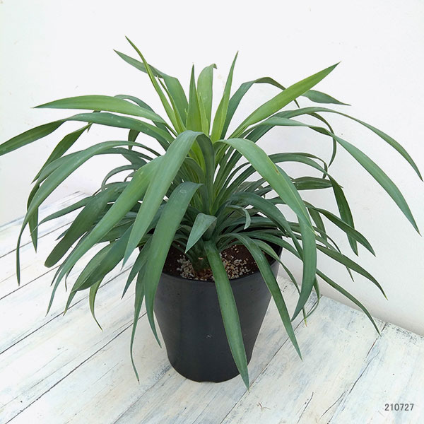 観葉植物 ユッカ デスメティアーナ 6号鉢植え Letempslev K7a Com