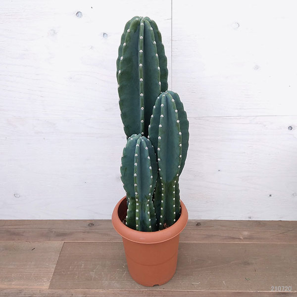 プラス 花 観葉植物 ハシラサボテン 観葉植物 観葉植物 沖縄の柱サボテン 3本立ち 8号鉢植え 園芸ネット 観葉植物