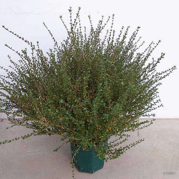 花木 庭木の苗 ハクチョウゲ 白丁花 石竹色花 ピンクミスティック 8サイズポット Silk Music Com