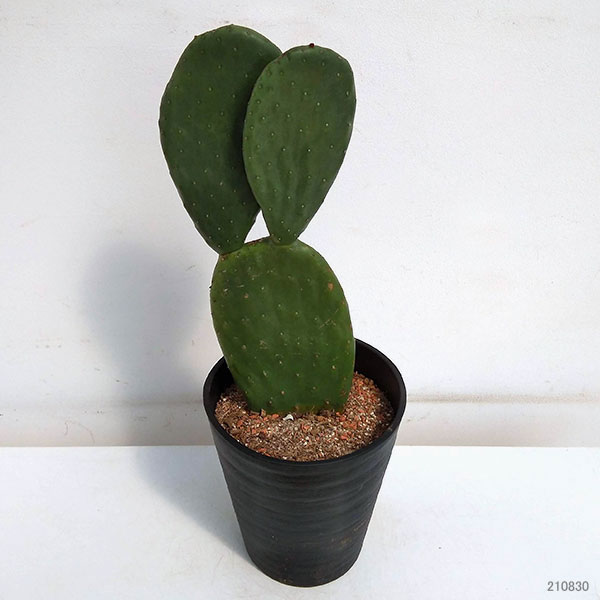 高評価開店記念セール 観葉植物 ウチワサボテン 7号鉢植え 花 観葉植物 A 4花 ガーデン Diy A 4 観葉植物 多肉植物 ブランド雑貨総合