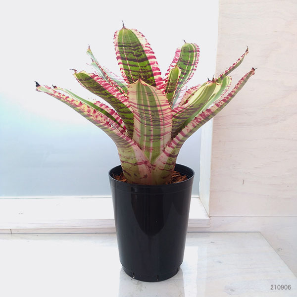 観葉植物 ネオレゲリア スターウォーズ 5 5サイズ Opto Bi Be