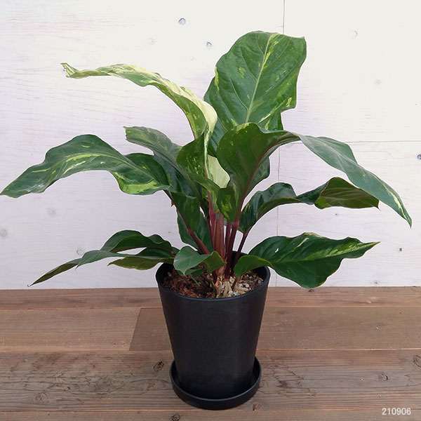 年間ランキング6年連続受賞 観葉植物 アンスリウム ジャングルブッシュ 斑入り 現品販売 観葉植物 アンスリウム ジャングルブッシュ 斑入り 観葉植物 花 観葉植物 鉢花 8号a 3 割引クーポン