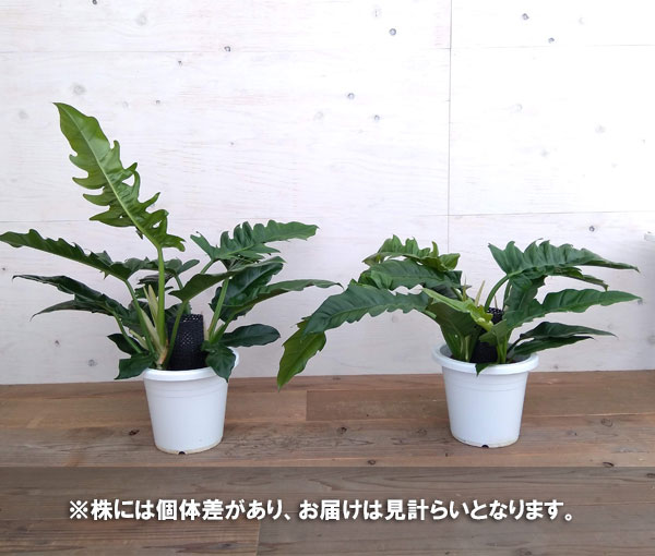 変わった葉の観葉植物 観葉植物 流通量の少ないアロイド 観葉植物 フィロデンドロン プルート 観葉植物 フィロデンドロン プルート ロンギフォリア ロンギフォリア 7号鉢植え 観葉植物 Southernoaksfuneralservice Com 変わった葉の観葉植物 観葉植物 流通量の少ないアロイド 観葉植物 フィロデンドロン プルート 観葉植物 フィロデンドロン プルート ロンギフォリア ロンギフォリア 7号鉢植え 観葉植物 Southernoaksfuneralservice Com