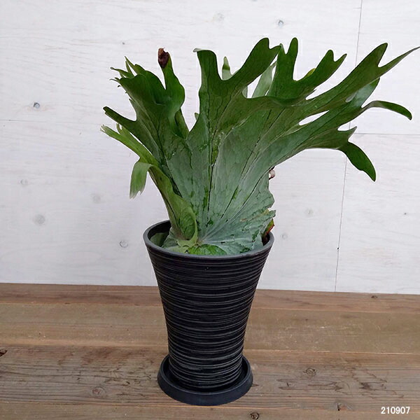 ビカクシダ 観葉植物 7号鉢a 1花 ガーデン Diy 観葉植物 現品販売 花 観葉植物 観葉植物 コウモリラン プラティセリウム グランデ 7号鉢a 1 観葉植物 Southernoaksfuneralservice Com ビカクシダ 観葉植物 7号鉢a 1花 ガーデン Diy 観葉植物 現品販売 花 観葉植物 観葉植物 コウモリラン プラティセリウム グランデ 7号鉢a 1 観葉植物 Southernoaksfuneralservice Com