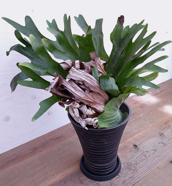 ビカクシダ 観葉植物 7号鉢a 1花 ガーデン Diy 観葉植物 現品販売 花 観葉植物 観葉植物 コウモリラン プラティセリウム グランデ 7号鉢a 1 観葉植物 Southernoaksfuneralservice Com ビカクシダ 観葉植物 7号鉢a 1花 ガーデン Diy 観葉植物 現品販売 花 観葉植物 観葉植物 コウモリラン プラティセリウム グランデ 7号鉢a 1 観葉植物 Southernoaksfuneralservice Com